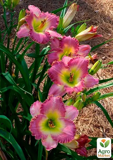 Лилейник "Chance Encounter" 1 шт (36196) - фото 2