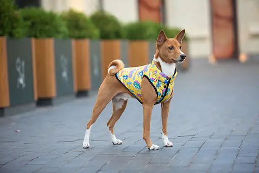 Курточка для собак Waudog Clothes малюнок "Рік та Морті 3", L65, В 87-90 см, С 60-65 см - фото 4