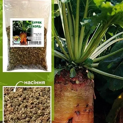 Буряк кормовий "Рекорд" ТМ "Весна" 100г (15681) - фото 1