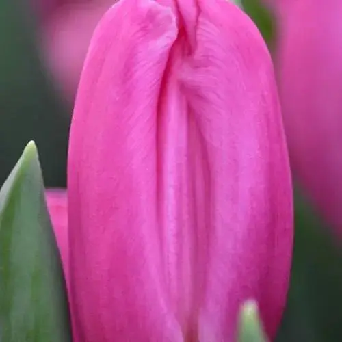 Тюльпан "Pink Flag" (186311) 2 шт - фото 1