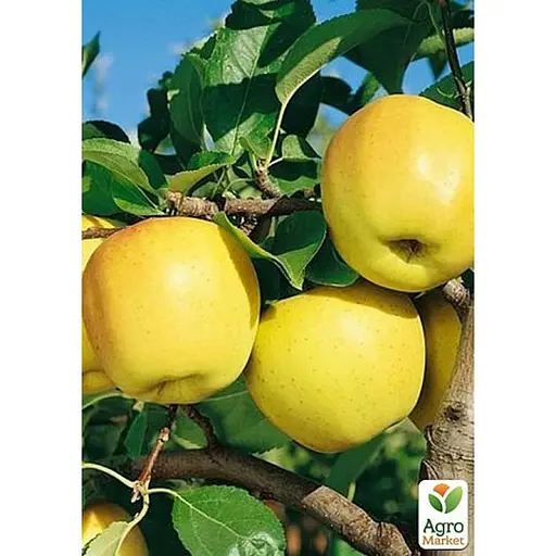 Саджанець Agro-Market Яблуня Богемія Голд укорінена в контейнері (саджанець 2 роки) 1 шт. в упаковці (99972) - фото 1