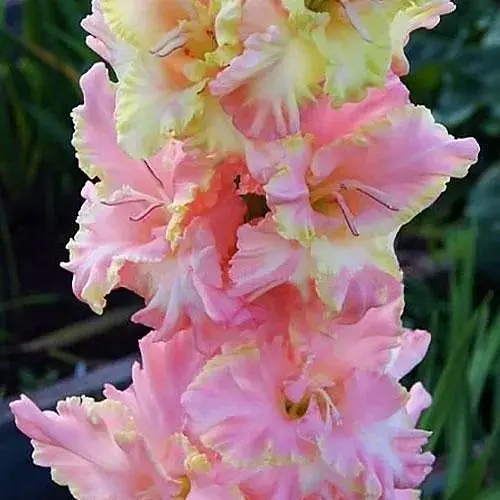 Гладиолус "Natasja" 3 шт (45653) - фото 1