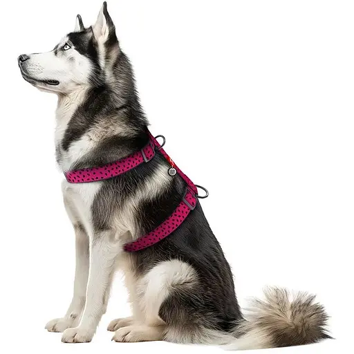 Шлейка для собак Waudog Nylon анатомическая H-образная с QR-паспортом, рисунок "Арбуз", пластиковый фастекс, XL - фото 3