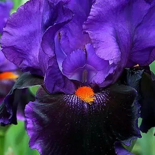 Ирис бородатый крупноцветковый "Local Color" (186869) 1 шт - фото 1