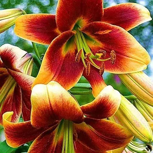 Лилия Гигант "Debby" (45662) 1 шт - фото 1