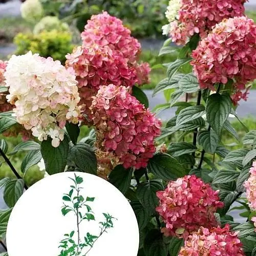 Гортензія 3-х річна волотиста "Fire Light" (103276) 1 саженец - фото 4