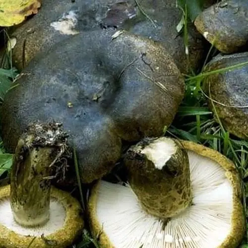 Сухий зерновий міцелій "Грузь чорний" 100г (45571) - фото 1