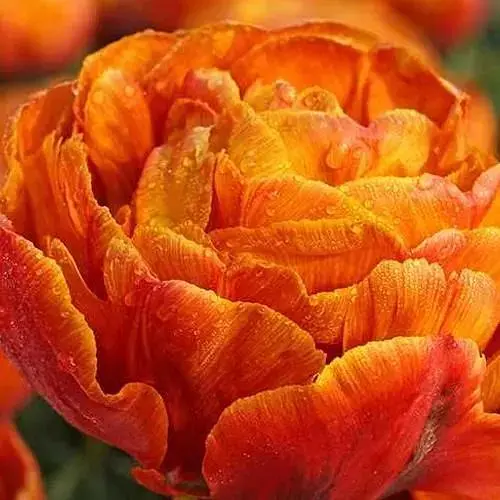 Тюльпан "Brazil" (186229) 2 шт - фото 1