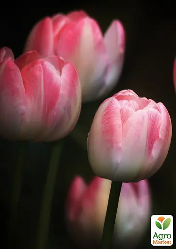 Тюльпан "Flaming Purissima" (181259) 2 шт - фото 3
