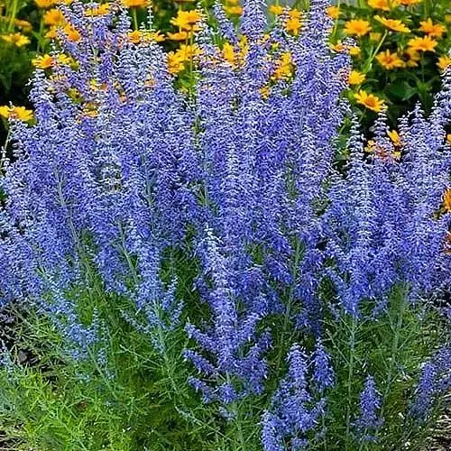 Перовскія "Lacey Blue" (184018) 1 саженец - фото 1