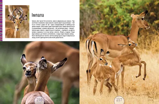 Малята звірята - фото 11