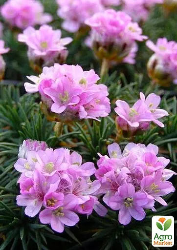 Армерія ялівцеволиста "New Zealand Form" (188395) 1 саженец - фото 2