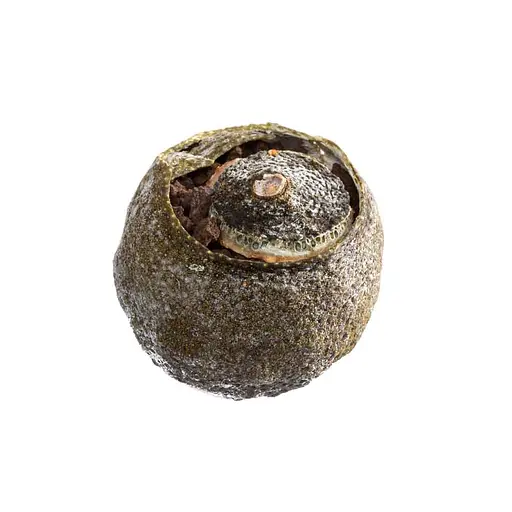 Чай Лао Ча Тоу Шу Пу Эр в мандарине 2018 г. - 10 шт. (P-13BLXQG-10) - фото 4