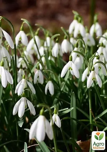Подснежник (галантус) "Белый" 5 шт (17300) - фото 2