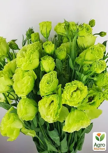 Эустома махровая "Mariachi Lime Green" укоренена в контейнере Р9 (51993) 1 саженец - фото 2