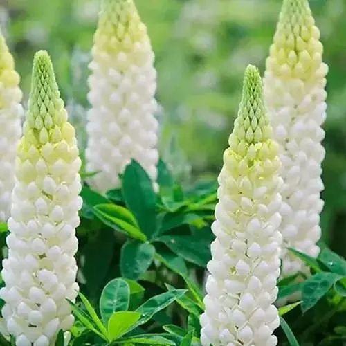 Люпин "Legendary White Shades" (вазон Р9) (188388) 1 саженец - фото 1