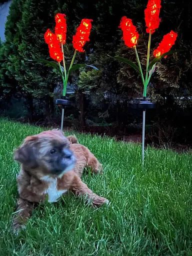 Світильники Sun Lamp садові на сонячній батареї декоративні квіти гіацинт 2 шт - фото 6