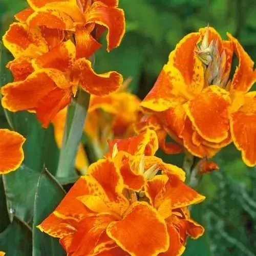 Канна "Carnaval" (72045) 1 шт - фото 1