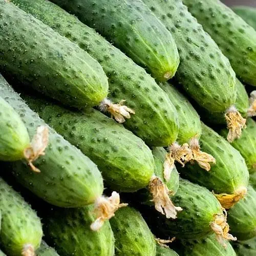 Огурец Весна Нежинский (в банке) Органик 15г (45005) - фото 2