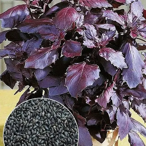 Базилік "Фіолетовий" (Зипер) ТМ "Весна" 1,5г (11923) - фото 1