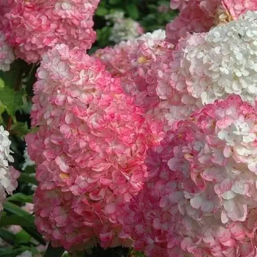 Гортензія волотиста 2-річна "Living-Pink&Rose" висота саджанця 20-30см (186200) 1 саженец - фото 1