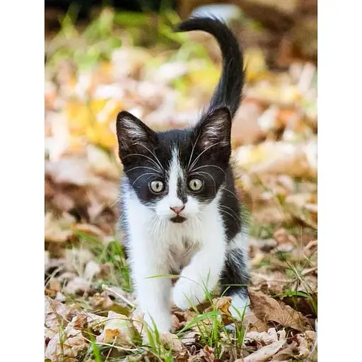 Kittens – Олдертон Дэвид - фото 5