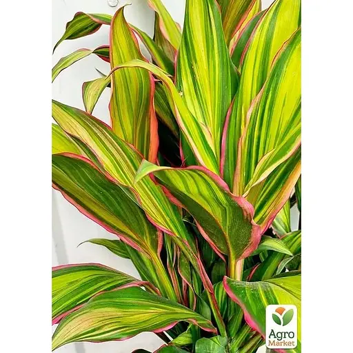 LMTD Кордилина Agro-Market Lime 35-45 см (178919) 1 саженец в упаковке (комнатный) Нидерланды - фото 1