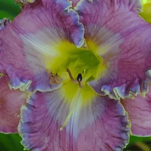 Лілійник "Bridey Greeson" (сортовий вкорінений в контейнері С1,2) (186007) 1 саженец - фото 1