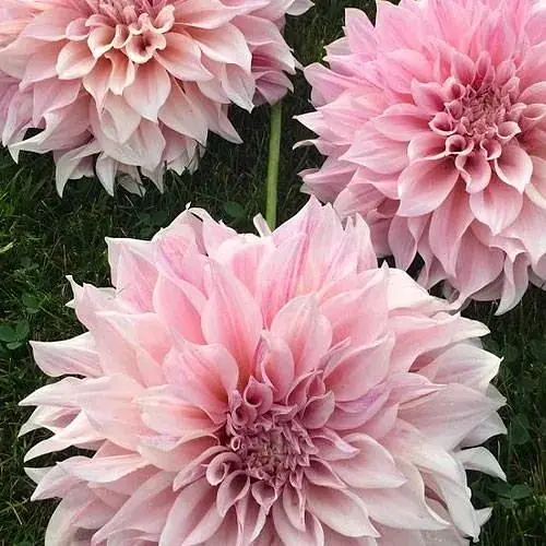 Жоржина "Cafe Au Lait Royal" (гігантська квітка) (116596) 1 шт - фото 1