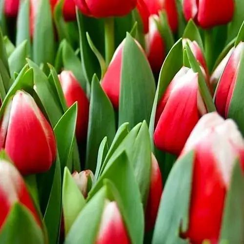 Тюльпан "Dutch Design" (186302) 2 шт - фото 1