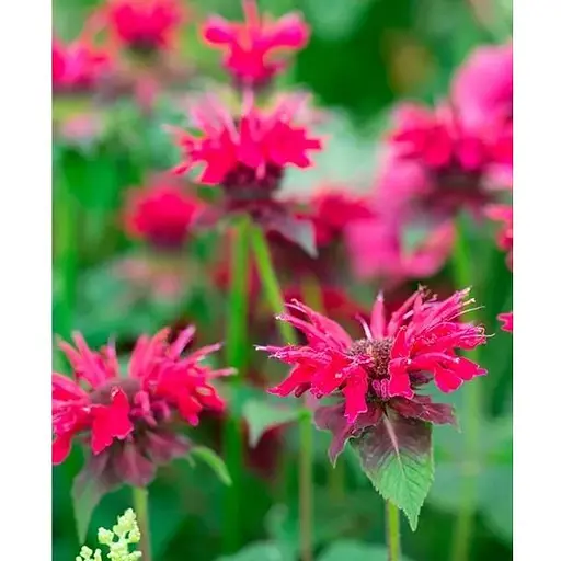 Бергамот (Монарда) "Othello" (188028) 1 саженец - фото 1