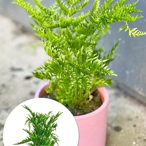 Птерис вечнозеленый Agro-Market Straminea 30-40 см (179058) 1 саженец в упаковке комнатный - фото 3