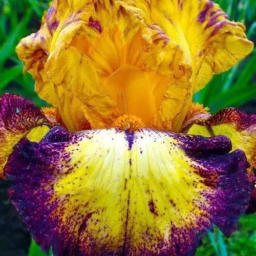 Ирис бородатый крупноцветковый "If You Dare" 1 шт (25693) - фото 1