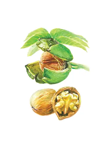 Сухі конфітури способом київським - фото 10