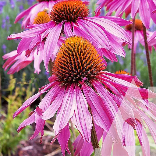 Ехінацея Пурпурова Садиба Центр Старлайт 0.1 г 