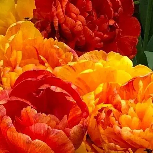 Тюльпан «Sunlover» (62504) 2 шт - фото 1