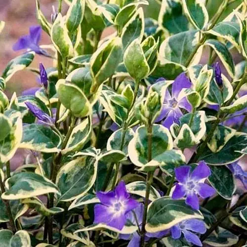 Барвинок большой "Variegata" вазон С3 (187476) 1 саженец - фото 1