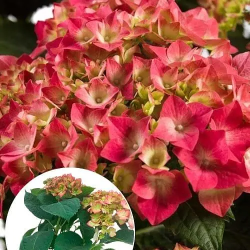 Гортензія квітуча крупнолистова "Magical Ruby Tuesday" вазон С1,5 (184871) 1 саженец - фото 4