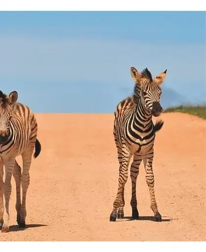 This Book Is Literally Just Pictures of Tiny Animals That Will Make You Smile - фото 7