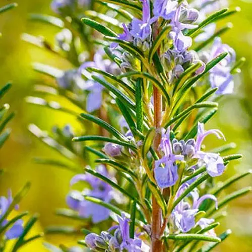 Розмарин "Barbecue", С2 (сильный, приятный аромат, идеален для гриля) (189781) 1 саженец в упаковке - фото 1