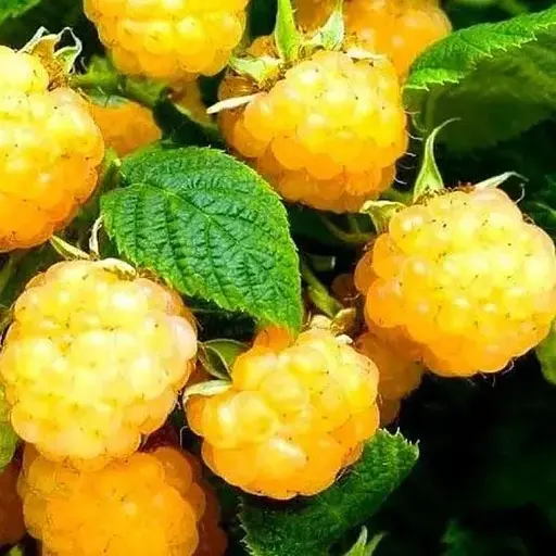 Малина Agro-Market "All Gold" (среднеранний срок созревания, крупноплодный сорт) 1-летний саженец (189518) 1 шт в упаковке - фото 1