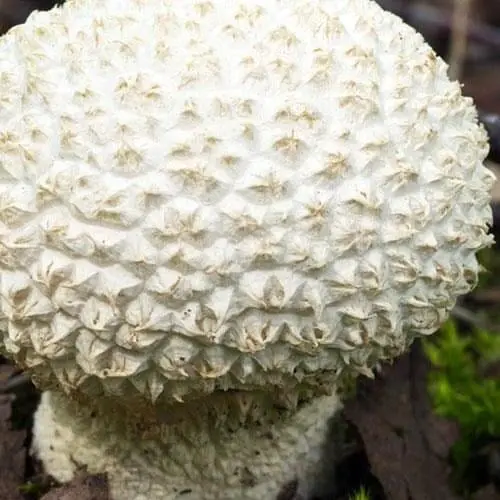 Сухий зерновий міцелій "Головач мішкуватий" 100г (45567) - фото 1