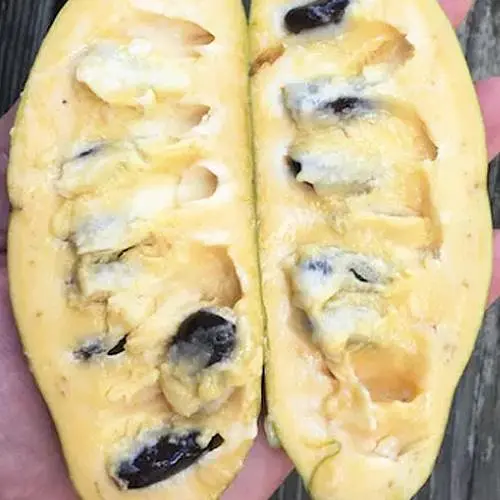 Азимина привитая PA Golden 3 C1.5, высота 35-60 см (184648) 1 саженец в упаковке - фото 2