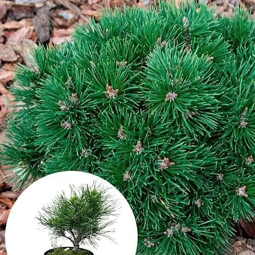 Сосна гірська Agro-Market Varella С3 висота 20-30 см 166992 1 саджанець в упаковці - фото 1