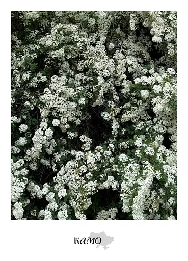 Журнал Рідновід КАМО Летний (2) 2025 - фото 2