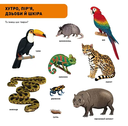 DOC Секрети. Тварини джунглів - фото 5