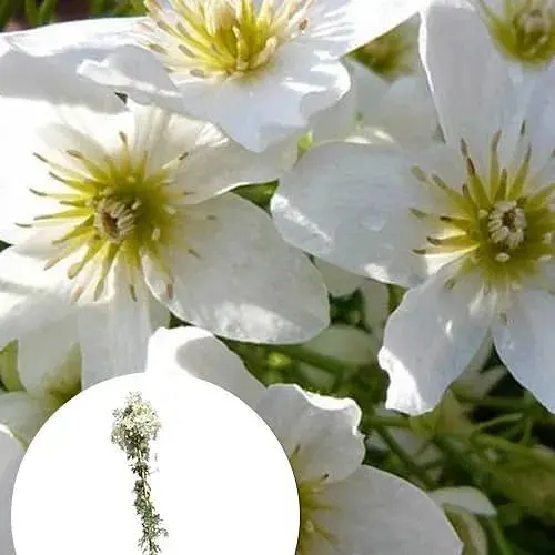 LMTD Клематис Agro-Market Joe 4-річний (висота 90-110см) (185108) 1 саджанець в упаковці Нідерланди - фото 2