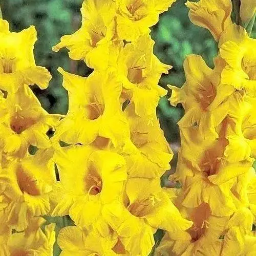 Гладиолус "Morning Gold" 3 шт (23742) - фото 1