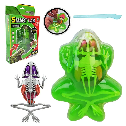Іграшковий лабораторний набір Жаба, 801B, скелет, внутрішні органи, інструмент