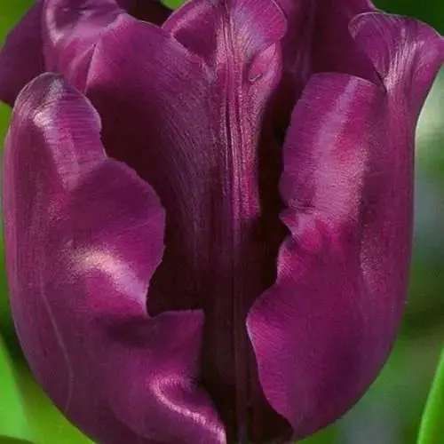 Тюльпан "Crown Of Negrita" (50739) 2 шт - фото 1